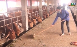 Một số lưu ý khi xây chuồng nuôi và vệ sinh chuồng trại trong chăn nuôi bò