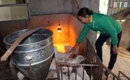 6/8 huyện, thành phố công bố hết dịch bệnh dịch tả lợn châu Phi