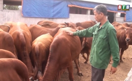Một số lưu ý trong chọn giống bò nuôi thịt