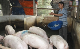 Kinh nghiệm phòng, chống dịch bệnh trên đàn lợn của ông Trị