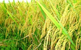 Bảo đảm an ninh lương thực quốc gia đến năm 2030