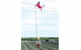 Cảnh báo tình trạng thả diều gây sự cố lưới điện