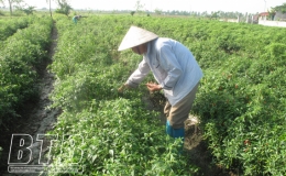 Chăm sóc cây màu vụ đông