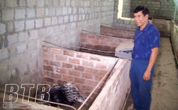 Hiệu quả mô hình nuôi con đặc sản