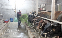 Hiệu quả nuôi bò thịt vỗ béo trên nền đệm lót sinh học