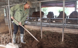 Hội thảo đánh giá, lựa chọn chế phẩm sinh học phù hợp để xử lý môi trường chăn nuôi trâu, bò