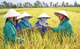 Người anh hùng đam mê với lúa giống