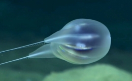  Phát hiện loài sứa lược mới ở độ sâu 3.900 m dưới biển