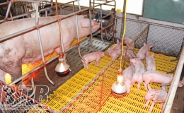 Phòng, chống rét cho vật nuôi