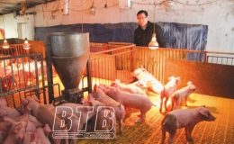 Quỳnh Phụ tập trung phòng, chống rét cho cây trồng, vật nuôi