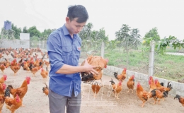 Thu lãi hàng trăm triệu đồng từ nuôi gà thương phẩm