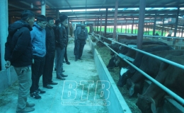 Tổng kết mô hình “Nuôi bò sinh sản sản xuất con giống thương phẩm cao sản có sử dụng chế phẩm sinh học xử lý môi trường chăn nuôi”