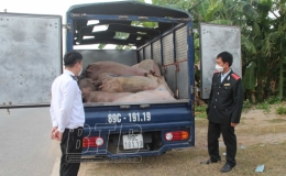 Bắt giữ xe ô tô chở lợn chết đi tiêu thụ