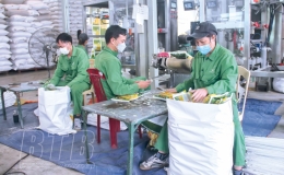 Chọn tạo giống lúa mới: “Đãi cát tìm vàng”