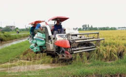 Cơ chế, chính sách thúc đẩy phát triển nông nghiệp, nông thôn