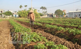 Huyện Tiền Hải: Tích cực chăm sóc cây màu vụ đông