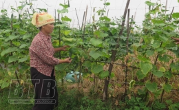 Kiến Xương: Phấn đấu gieo trồng cây màu đạt 1.400 ha