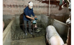 Kiến Xương: Tiếp tục tăng cường các biện pháp phòng chống bệnh dịch tả lợn châu Phi