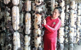 Làm giàu từ trồng nấm bào ngư, mộc nhĩ