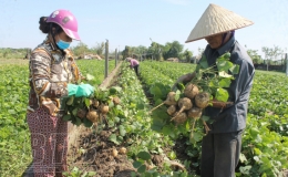Nông dân Thanh Trai trồng củ đậu tăng thu nhập