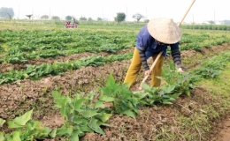 Nông dân xã Tây Đô: Sản xuất vụ đông cho thu nhập cao