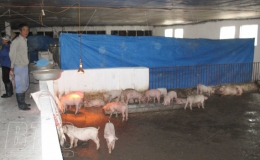 Thái Thụy: Ngăn chặn bệnh dịch tả lợn châu Phi lây lan trên diện rộng