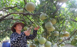 Thực hiện Nghị quyết số 09-NQ/TU, ngày 20/1/2020 của Ban Thường vụ Tỉnh ủy: Chuyển đổi thành công nhờ đồng thuận