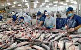 Cá tra dẫn đầu các mặt hàng thủy sản xuất khẩu chủ lực của Việt Nam