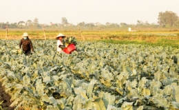 Giá rau tăng, nông dân An Châu hưởng lợi