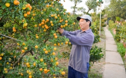 Làm giàu từ quất thế
