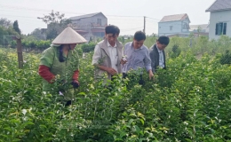 Làng hoa, cây cảnh Hồng Lĩnh: Rộn ràng vụ tết
