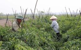 Nâng cao thu nhập từ sản xuất vụ đông