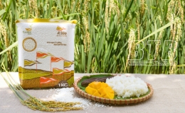 Ngon như nếp A Sào