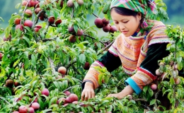 Những lễ hội nông nghiệp thú vị ở Mộc Châu