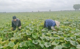Niềm vui trên cánh đồng bí Duyên Hải