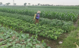 Sôi động cánh đồng màu xã Quang Trung
