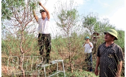 Chuẩn bị cho một vụ đào thắng lợi