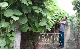 Cổ Dũng 2 - thôn văn hóa tiêu biểu