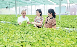 Độc đáo rau má thủy canh