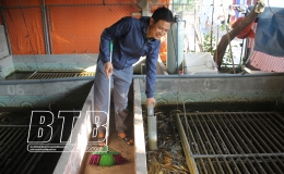 Nuôi lươn trên sân, vườn