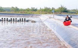 Thái Thụy: Chống rét cho thủy sản