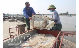 Tiền Hải: Sản lượng đánh bắt thủy hải sản đạt 27.158 tấn