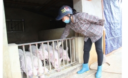 Tiền Hải: Tập trung chăm sóc, bảo vệ đàn vật nuôi