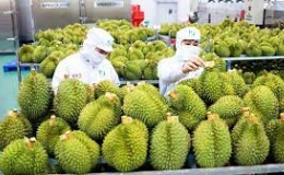 Xuất khẩu rau quả năm 2023 dự kiến đạt kỷ lục gần 5,6 tỷ USD