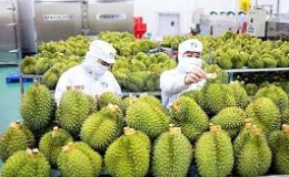 Dự báo năm 2024, xuất khẩu rau quả đạt kỷ lục hơn 7,2 tỷ USD