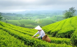 Gỡ nút thắt "giá rẻ," đưa trà Việt Nam vươn tầm thế giới