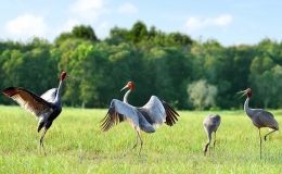 Khám phá vẻ đẹp Vườn quốc gia Tràm Chim