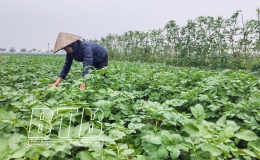 Tiền Hải: Tích tụ gần 1.000 ha ruộng đất sản xuất nông nghiệp