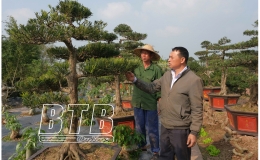 Vũ Thư: 34.297 hộ nông dân đạt danh hiệu sản xuất kinh doanh giỏi
