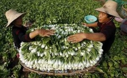 Xây dựng nông thôn mới: Bài học và kinh nghiệm từ Trung Quốc